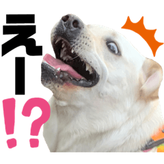 ラブラドールのモコさん5