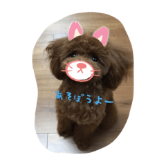 トイプーモカちゃんの日常会話