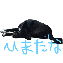 心大郎スタイル