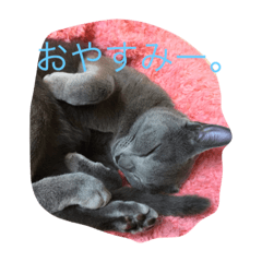 ロシアンブルーのぴんく7