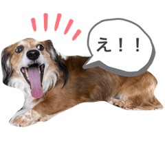 ゴン太と小太郎