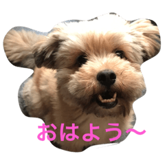 ポメプー ココの平凡な一日