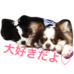 チワワ親子の日常