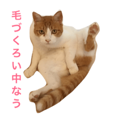 ゆるゆるソニャさん