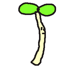 カイワレ大根生えた