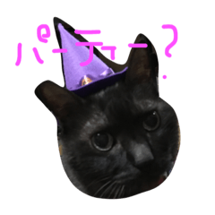 ねこ、といちと言います。