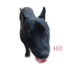 ロキシー スタフィー