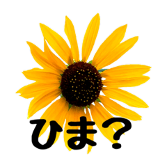 暇かどうか聞きたい夏、暇だと伝えたい夏。