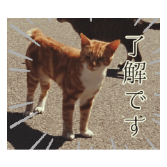 写真ねこのスタンプ