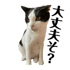 我らは猫なりⅠ