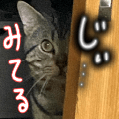 ボイちゃん感情