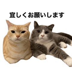 マシューとタビ0