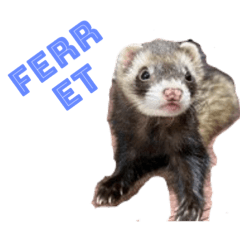 My  ferret