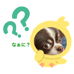 我が家のめご子スタンプbyチョコ