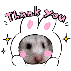 我が家のアイドル、ミルキーしかかたん1