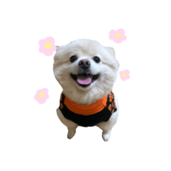 ポメラニアンふう\❤︎/