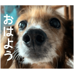 めぐななこつ日記