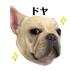 フレンチブルドッグのマフィン1