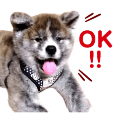 虎毛秋田犬のじんたん ①