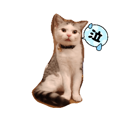 かわいいもちまる