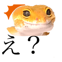 無難な爬虫類たちなのだ