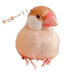 シナモン文鳥  もなっぴ！