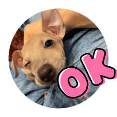 イタグレのミルク♡