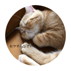 エキゾチック梵天丸