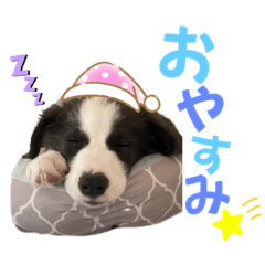 ボーダーコリー『燦』