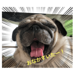 パグのゴンザレス その②