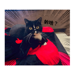 Angel_20220920220453