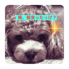 がんばれぽん太くん