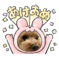 コロンいつでもスタンプ