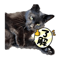 野良ネコ　ミケクー♡スタンプ