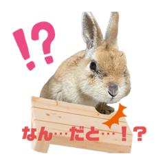 うさぎ(ペコ)スタンプ
