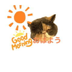 エキゾチックショートヘアだにゃん