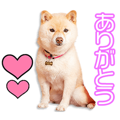 岡村家のこゆきちゃん