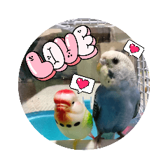 インコのパール日記