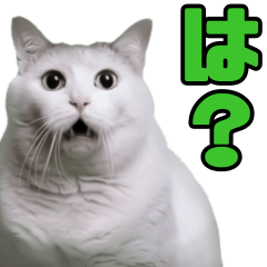 リアル猫ミーム