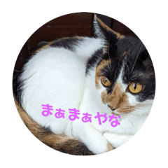 うちのにゃんわんこ。