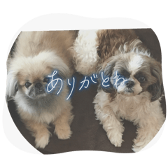 チロルときどきレモン