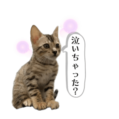 SASAKI CATS vol.1