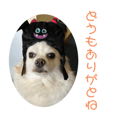 かわいいうちの犬達3【日常会話スタンプ】