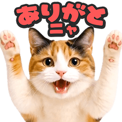 飛び出す★リアル猫2