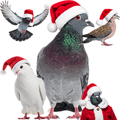 クリスマス　サンタクロース　鳩
