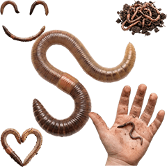 BIG! ミミズ　実写