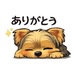 脱力系ヨークシャテリア0