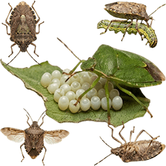 BIG!  カメムシ　実写　2