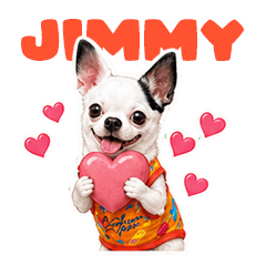 Jimmy Playful Chihuahua 2
