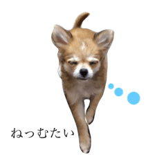 チワワのもみじ